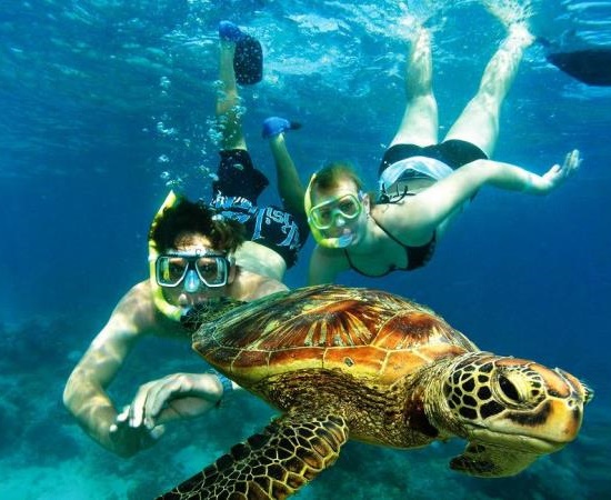 Turtle Snorkeling