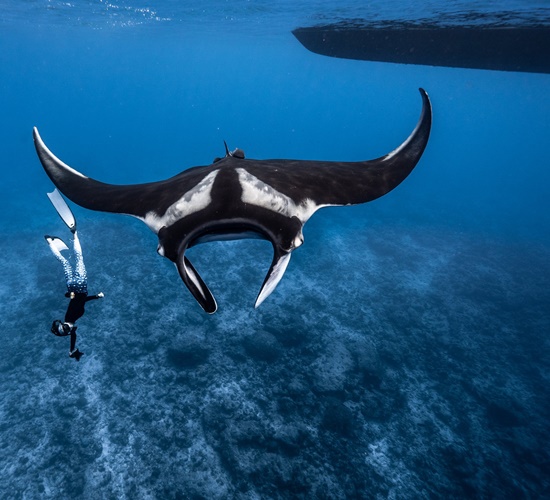 Snorkeling with Manta Rays from Fehendhoo